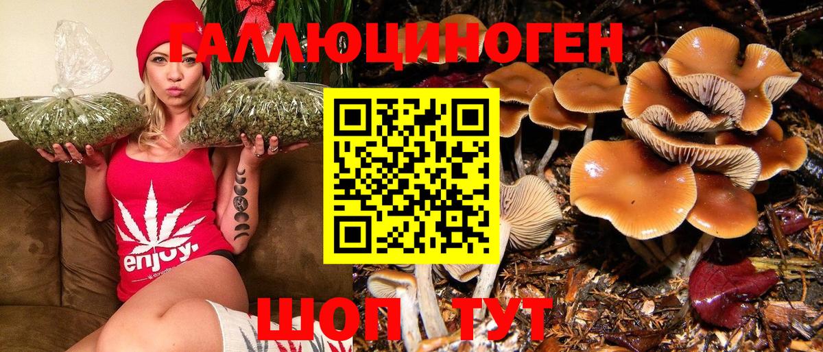 Артёмовский  Псилоцибиновые грибы Psilocybine cubensis  Вход с VPN 